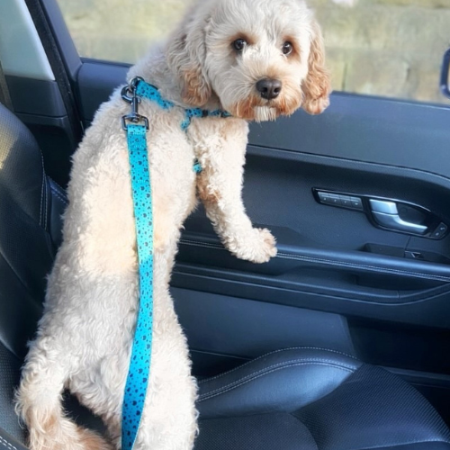 Charlie & Co - Dog Seatbelt Car Restraint - Keep It Teal