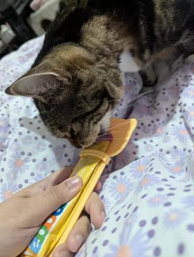 Cat Treat Feeding Spoon – Easy Feeding for Wet & Semi-Liquid Foods