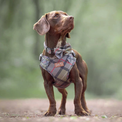 Charlie & Co Highland Hound - Bow Tie