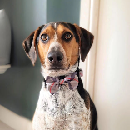 Charlie & Co Highland Hound - Bow Tie