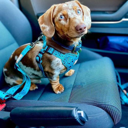 Charlie & Co - Dog Seatbelt Car Restraint - Keep It Teal